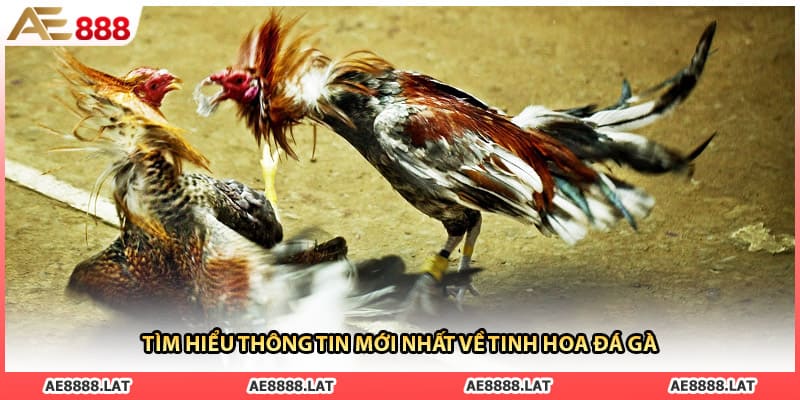 Tìm hiểu thông tin mới nhất về tinh hoa đá gà